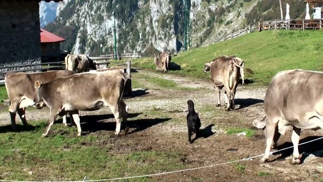 The dog running in the farm of the mountain, his duty is to watch the cows