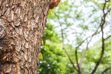 Fototapeta premium Closeup of tree trunk details with green bokeh background