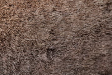 Domestic reindeer (Rangifer tarandus f. domestica). Skin texture