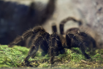Brazilian salmon pink bird-eating tarantula (Lasiodora parahyban