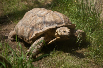African spurred tortoise (Centrochelys sulcata)