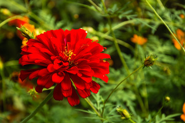 The blossoming gerbera jamesonii flowers closeup in garden 