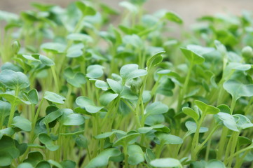 Seedling in nursery