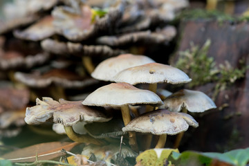 A group of yellow to orange mushroom on the forest floor next to a tree stump seen from ground level in autumn