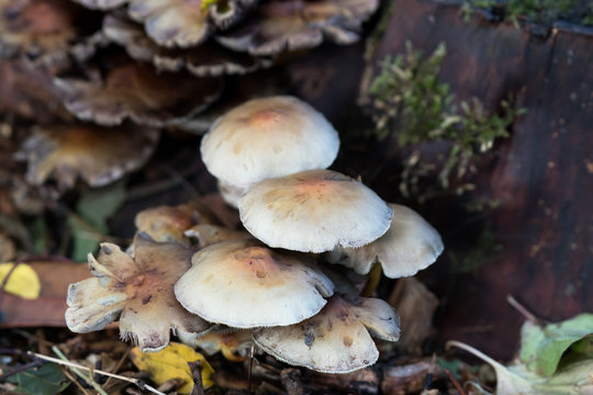 A group of yellow to orange mushroom on the forest floor next to a tree stump in autumn seen obliquely from above