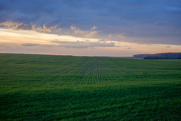 Зеленые всходы озимой пшеницы на большом поле осенним вечером 
