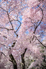 Cherry Blossom Festival