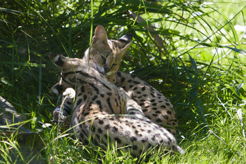 Twee servals knus in het gras.