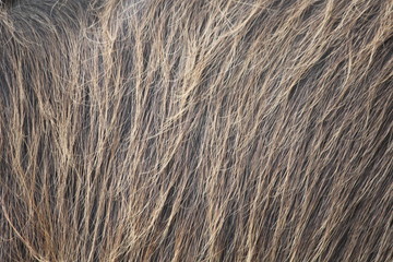 buffalo hair