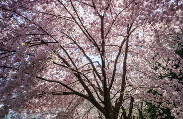 Cherry Blossom Festival