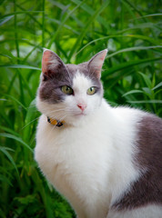 Naklejka na ściany i meble Street cat sitting in the grass