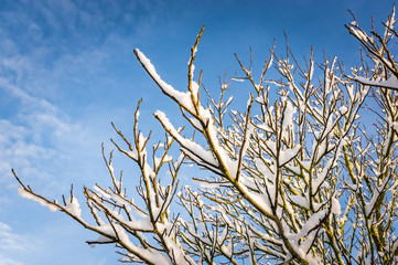 Snowy branches on a calm winter day