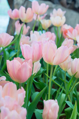 Pink Tulip Colourful in spring