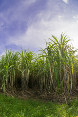 Sugarcane field with blue sky.Sugarcane raw material of sugar and ethanol.