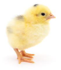 Obraz premium Small yellow chicken