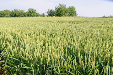 Field of green wheat