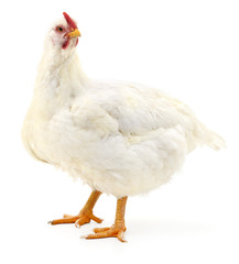 white hen isolated.