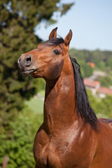 Fototapeta na wymiar Portrait of nice quarter horse