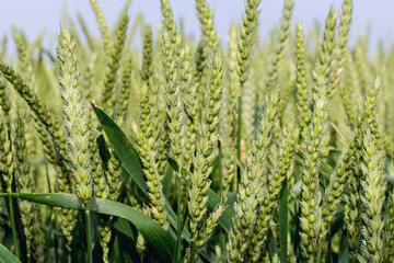 Field of green wheat