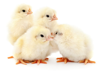 Fototapeta premium Four cute chicks isolated on white.