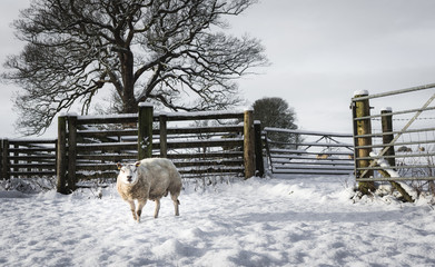 Solitary sheep standing in a snowy field