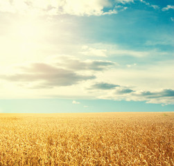 Naklejka premium Wheat field and blue sky with sun