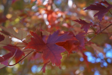 Fototapeta premium Red Fall Leaves