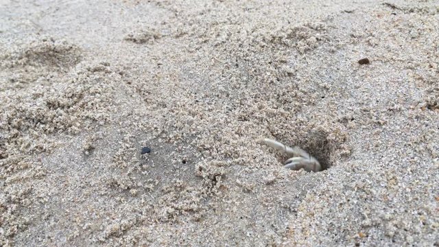 Closeup of mini ghost crab hiding in a hole, going in and out. Ocean water bottom. Common marine creature in action, 4k 3840x2160 Ultra HD macro video