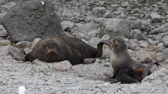 Northern seal, Bering Island, Russia, Commander Islands
