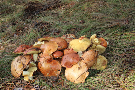 Freshly gathered slippery jacks (Suillus luteus) in the pine September forest