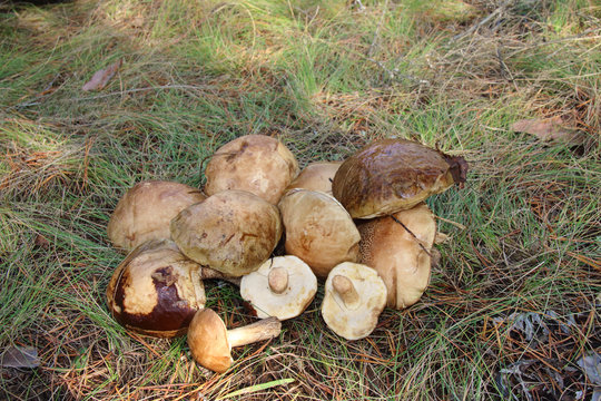 Freshly gathered birch boletes (Leccinum scabrum) in the September forest