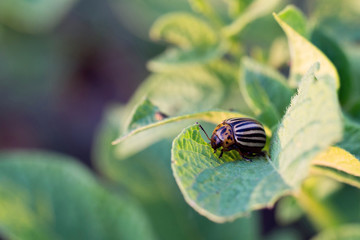 Colorado beetle on a potato leaf