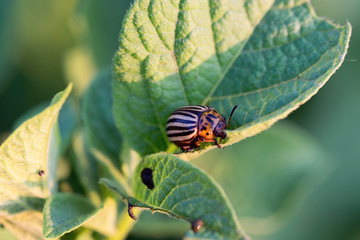 Colorado beetle on a potato leaf
