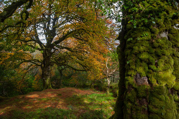 Autumn leaves forest tree mossy tree trunk background 