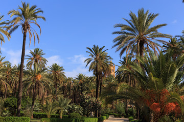 Fototapeta na wymiar Park with palm trees in Palermo