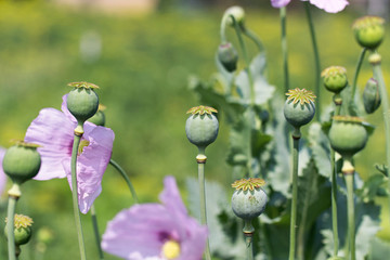 Opium poppies