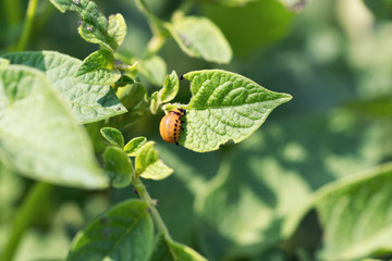 Larvae of the Colorado beetle on potato leaf