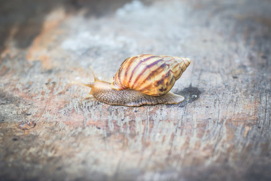Snail on old wooden table.