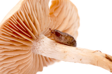 snail on fresh harvested mushrooms in studio