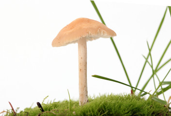 fresh harvested mushrooms in studio