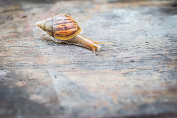 Snail on old wooden table.