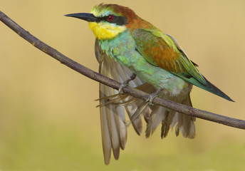 merops apiaster