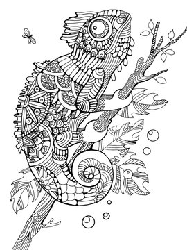 Chameleon coloring book for adults vector