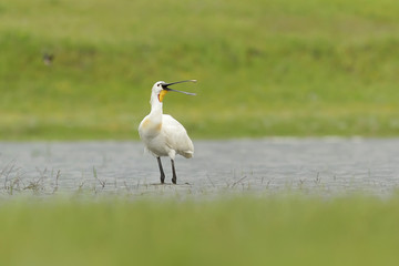 Колпица. © reznik_ov