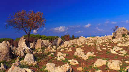 Dead trees after forest fire on the Monte Pellegrino in Septembe