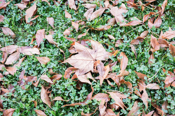 Autumn