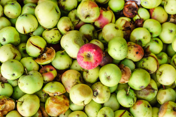 organic apples