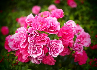 Rosenzauber in voller Blütenpracht 