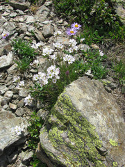 texture of stones covered with moss and mountain flowers.