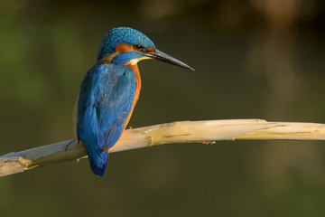 alcedo atthis